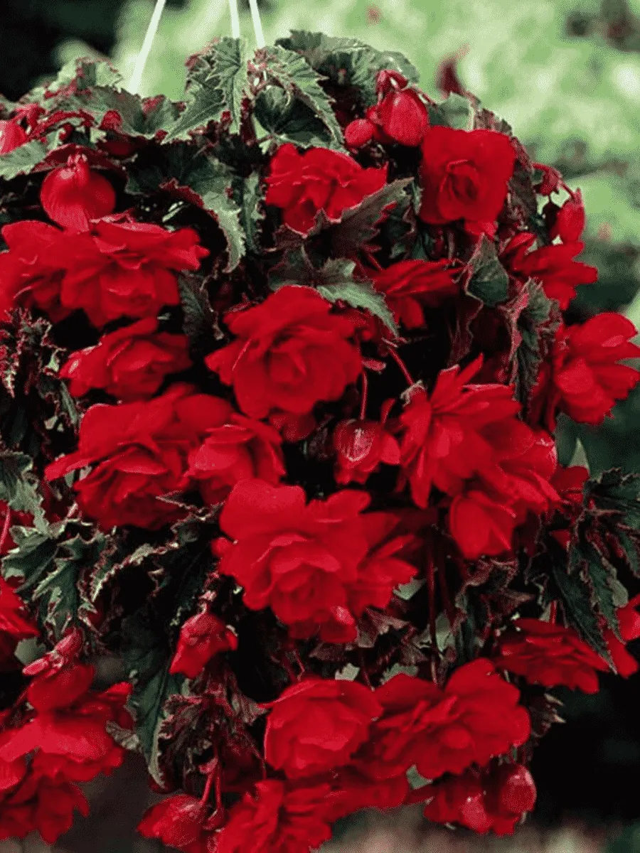 Бегония Pendula Scarlet