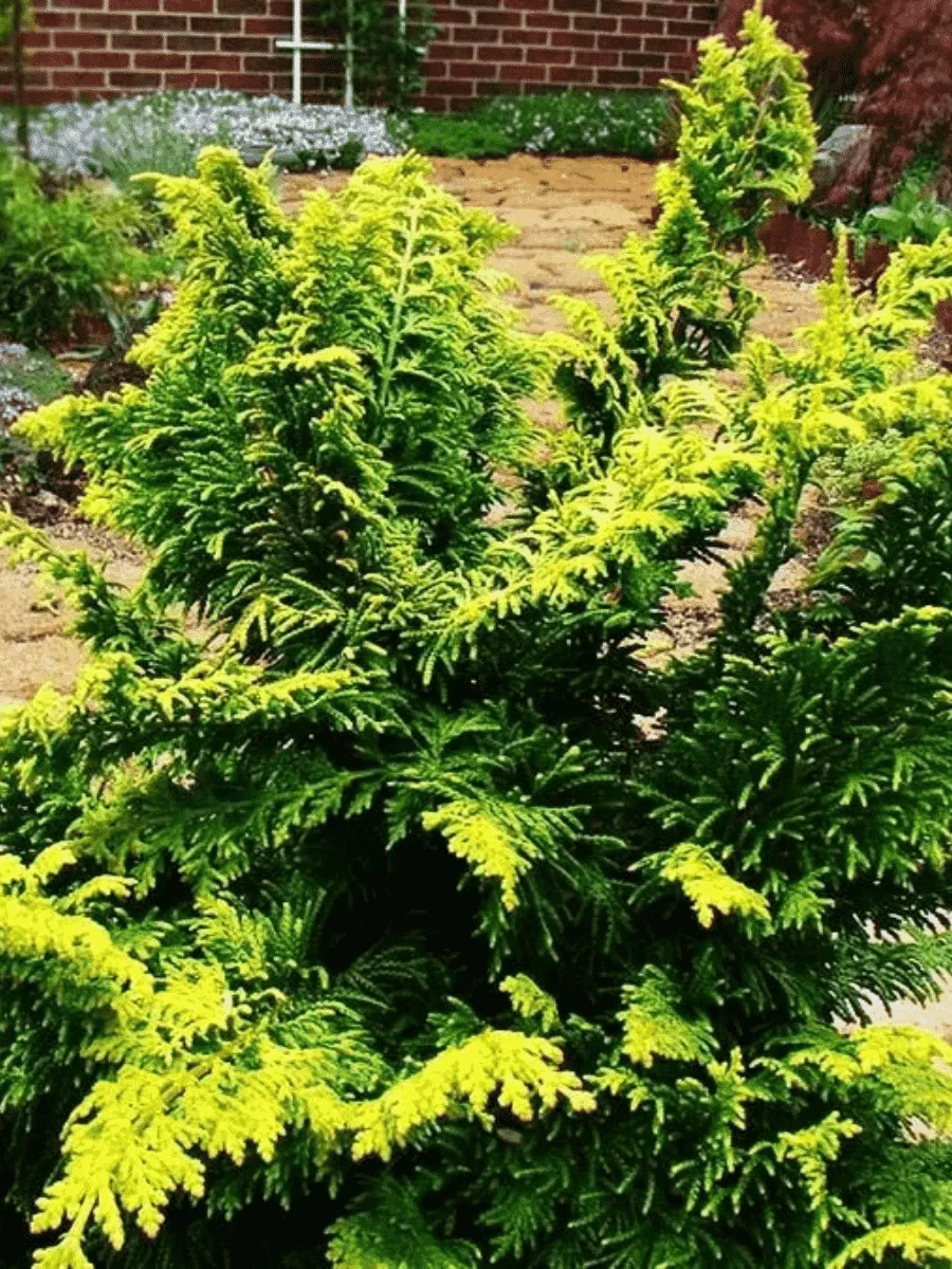 Кипарисовик тупой Fernspray Gold