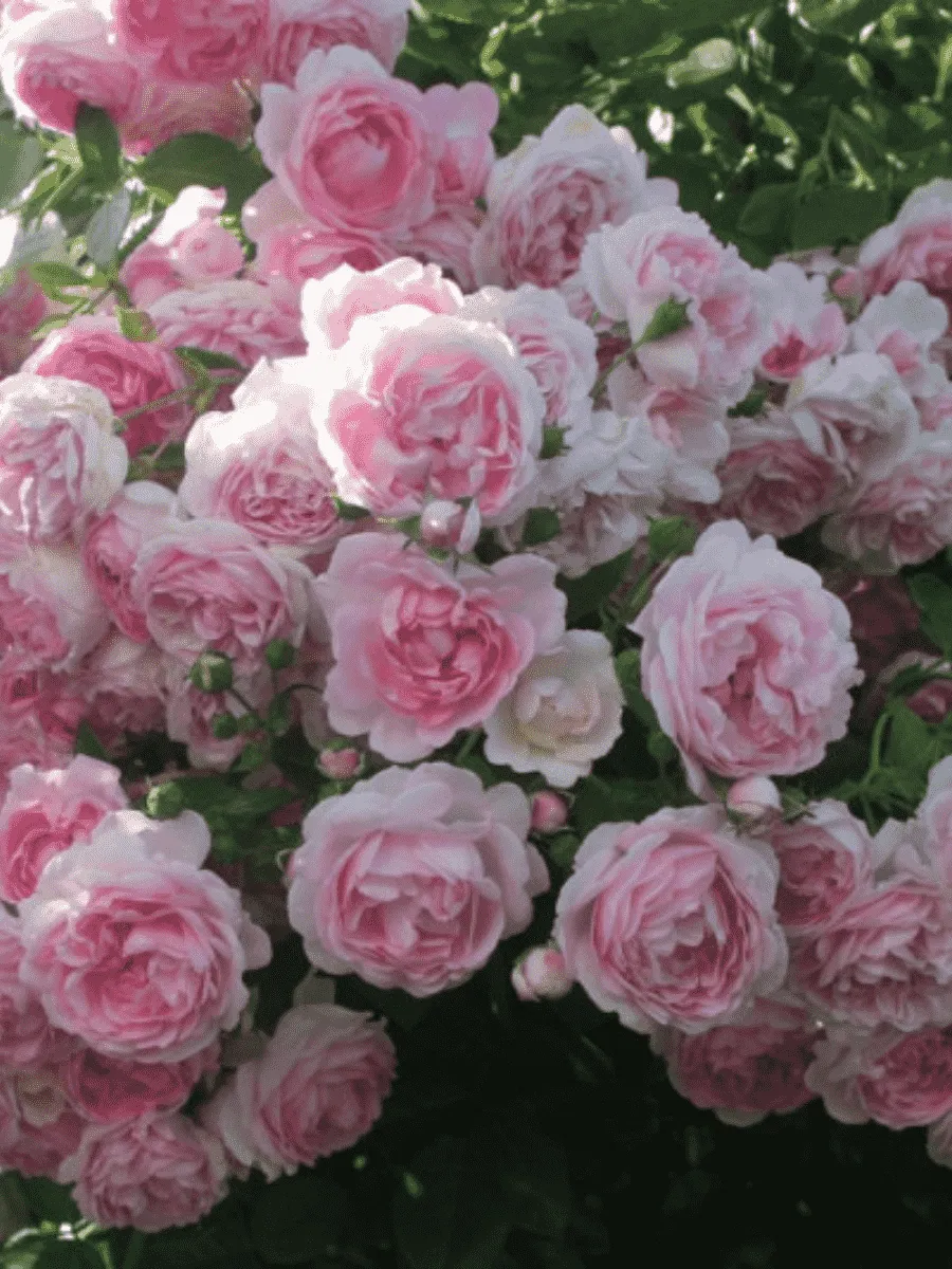 Роза Плетистая Jasmina