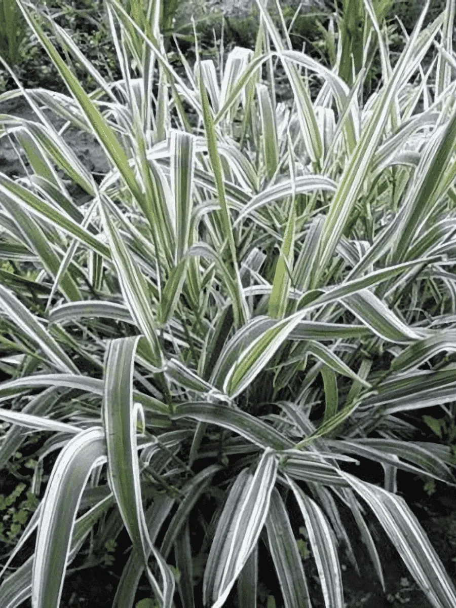 Фалярис тростниковый Feesey's Form