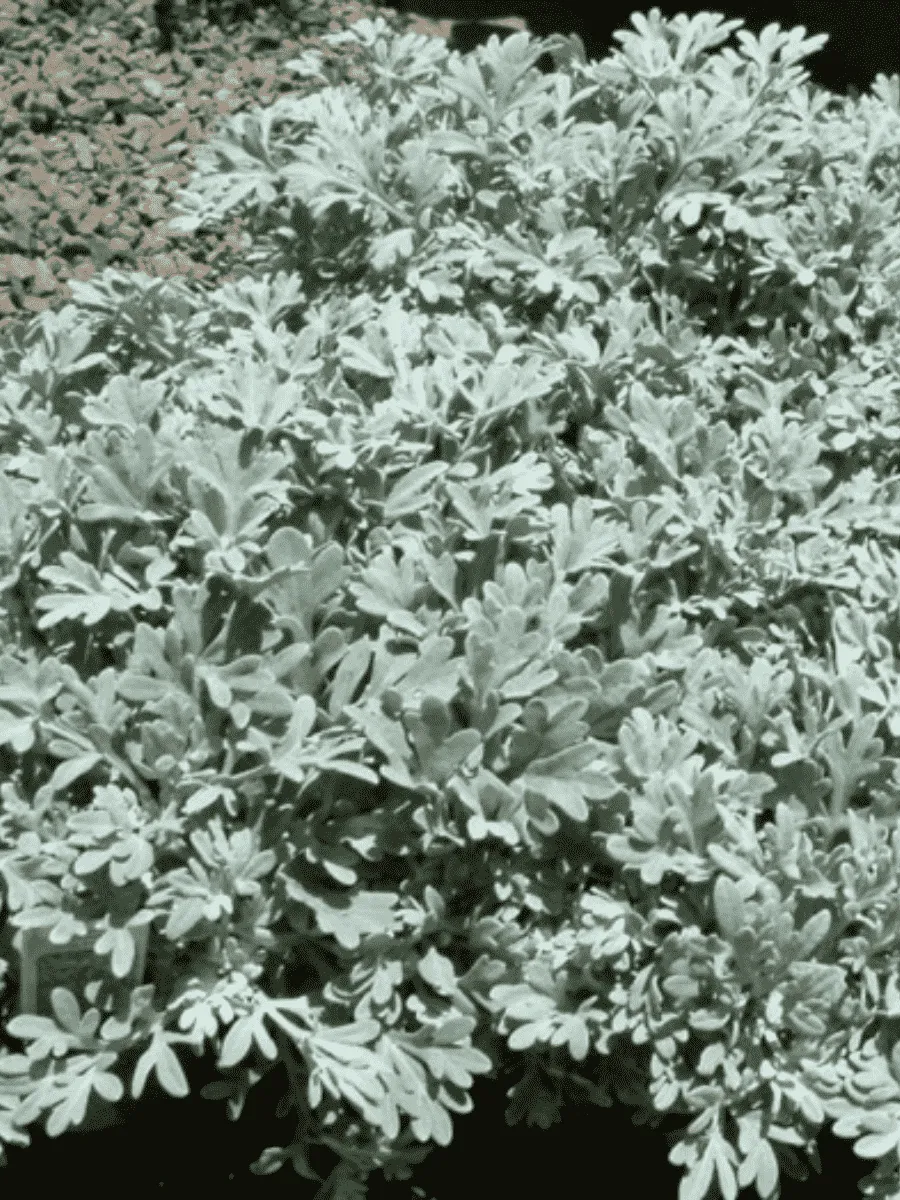 Полынь людовика Silver Brocade