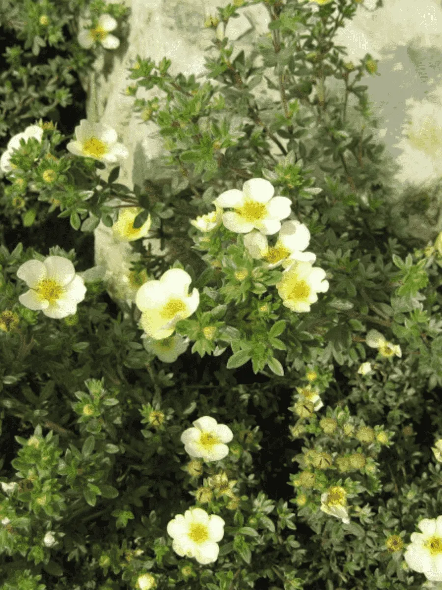 Лапчатка кустарниковая  Tilford Cream