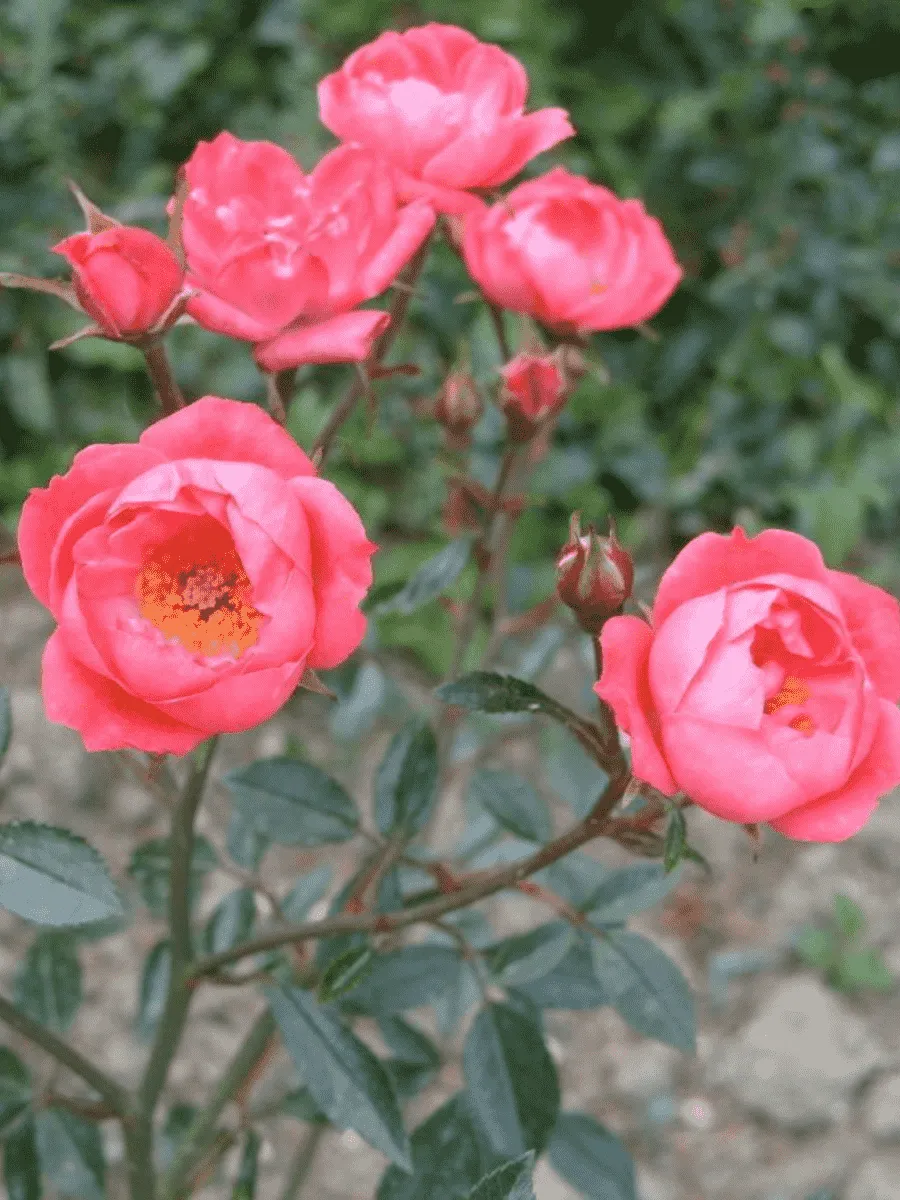 Роза миниатюрная Мальчик с пальчик