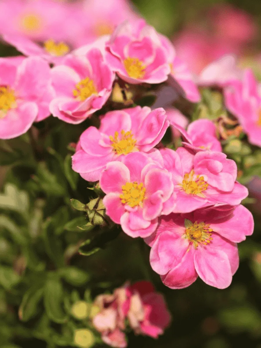 Лапчатка кустарниковая Pink Paradise