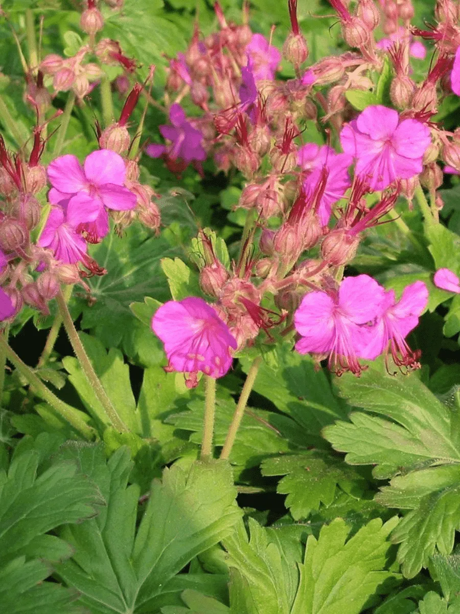 Герань крупнокорневищная