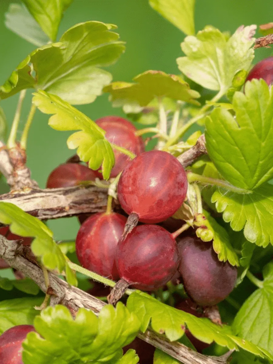 Крыжовник обыкновенный Славный