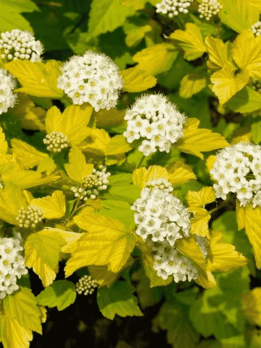 Пузыреплодник калинолистный Darts Gold