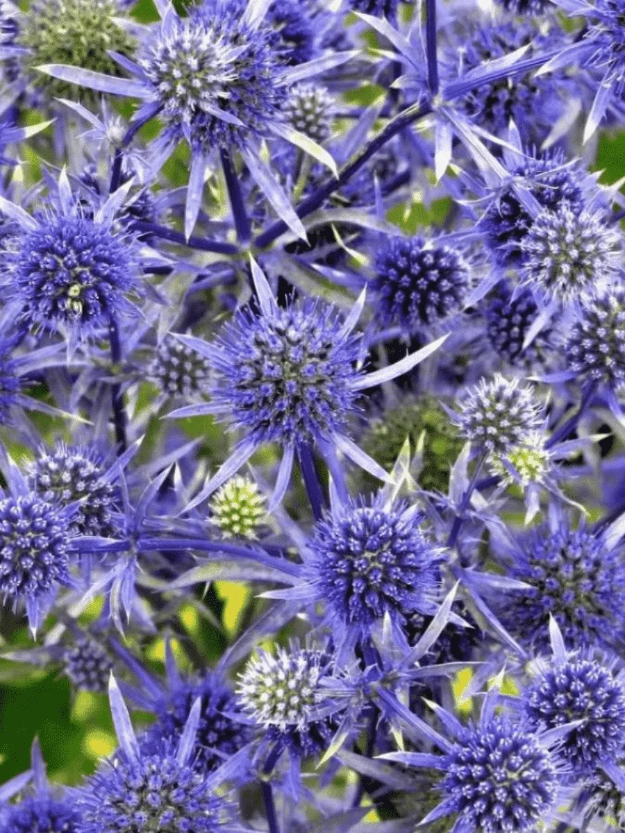 Синеголовник плосколистный