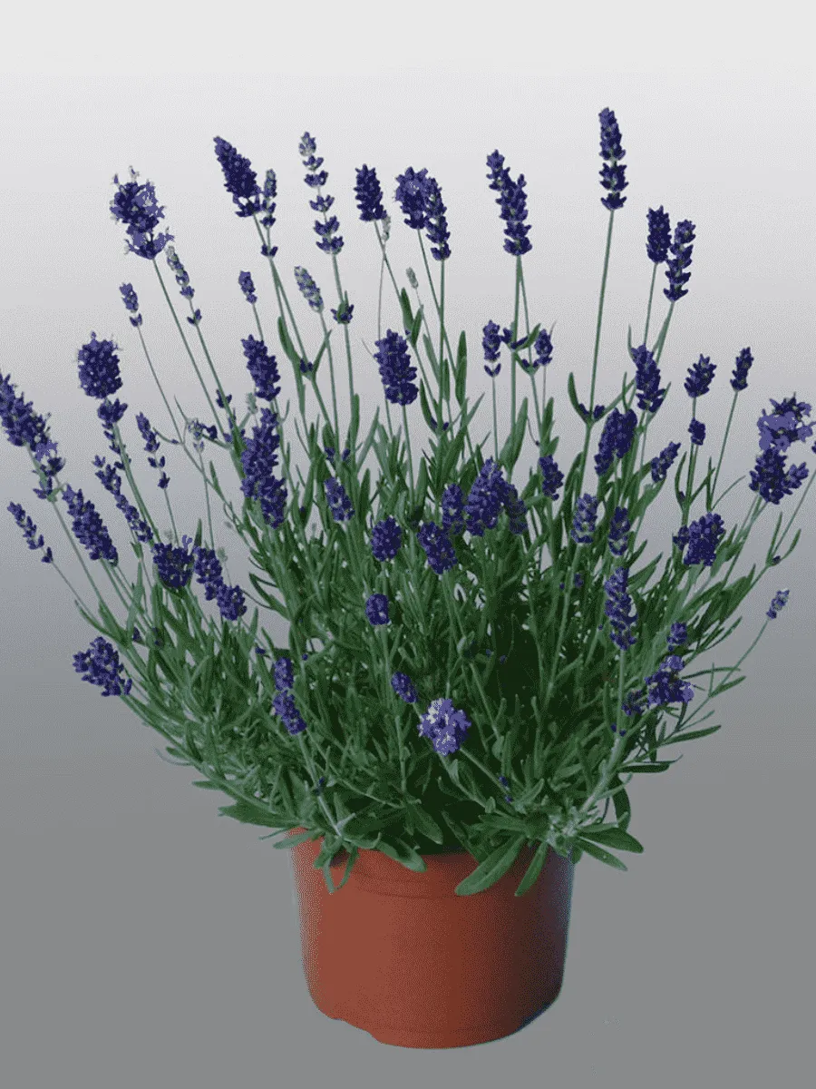 Лаванда Violet Blue