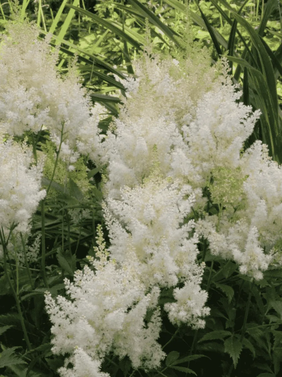 Астильба Арендса Weisse Gloria