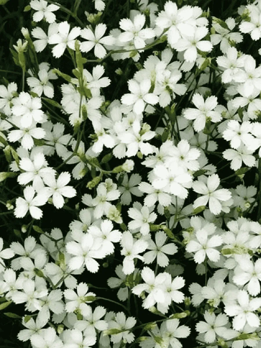 Гвоздика травянка  Albus