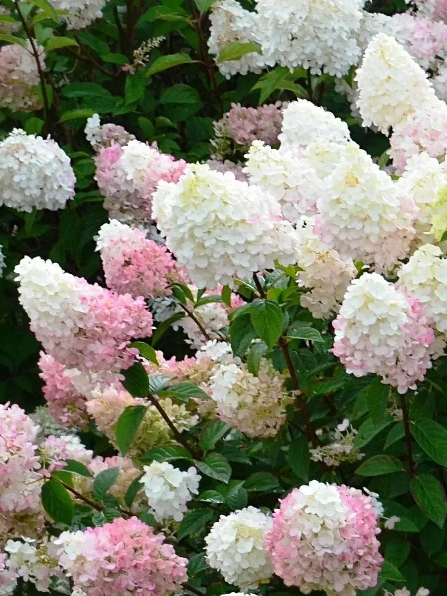 Гортензия метельчатая Sunday Fraise