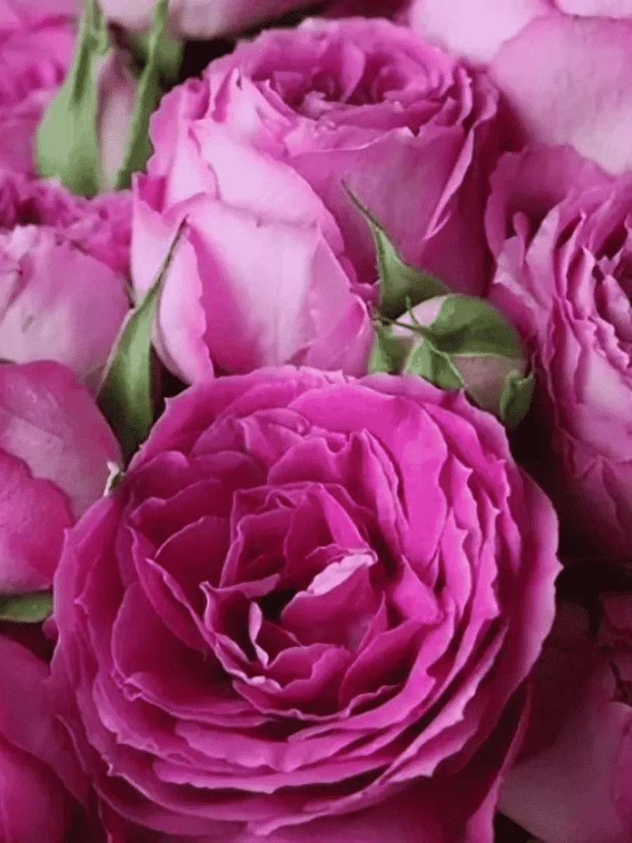 Роза кустовая Fuchsia Lace