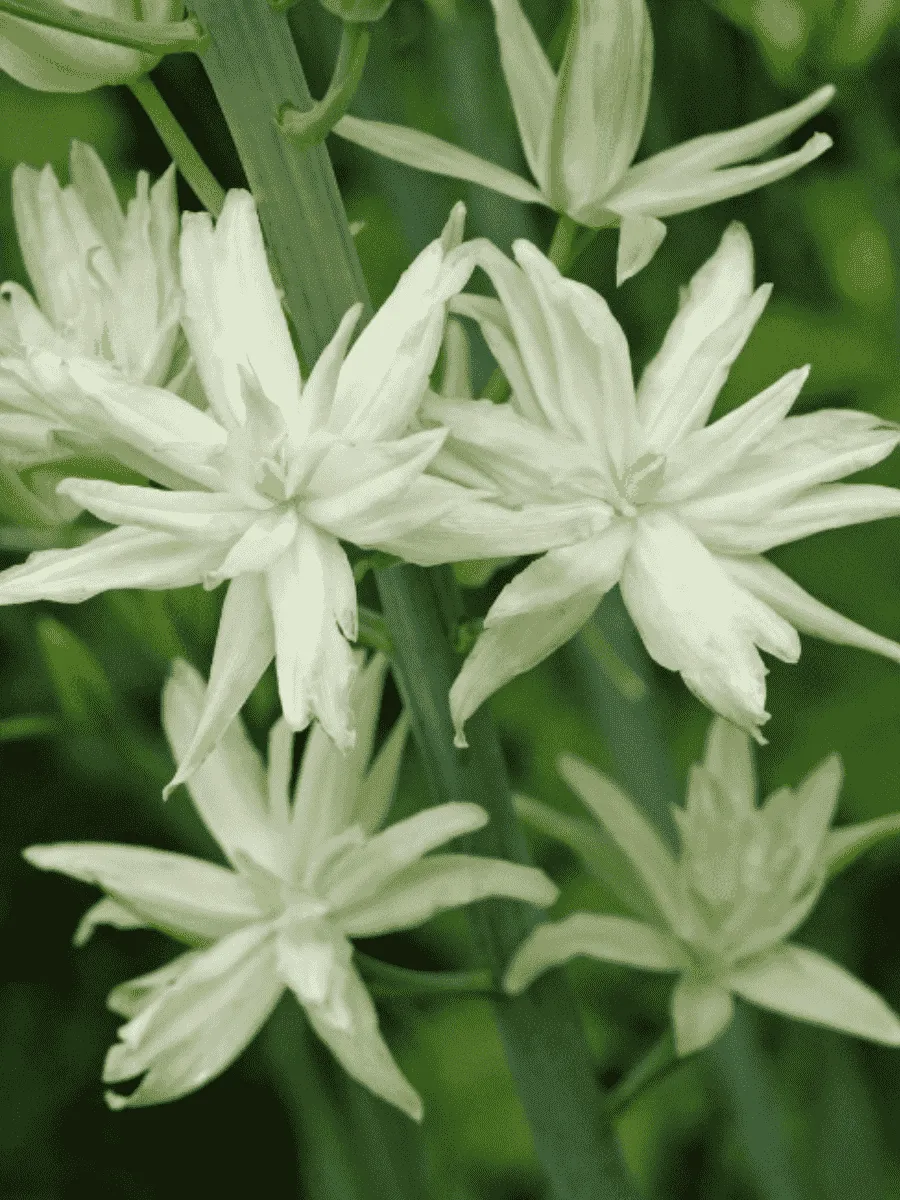 Камассия Лейхтлина Semiplena