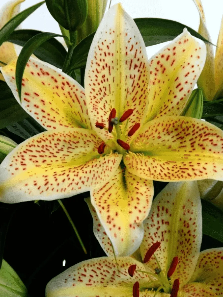 Лилия Tigermoon