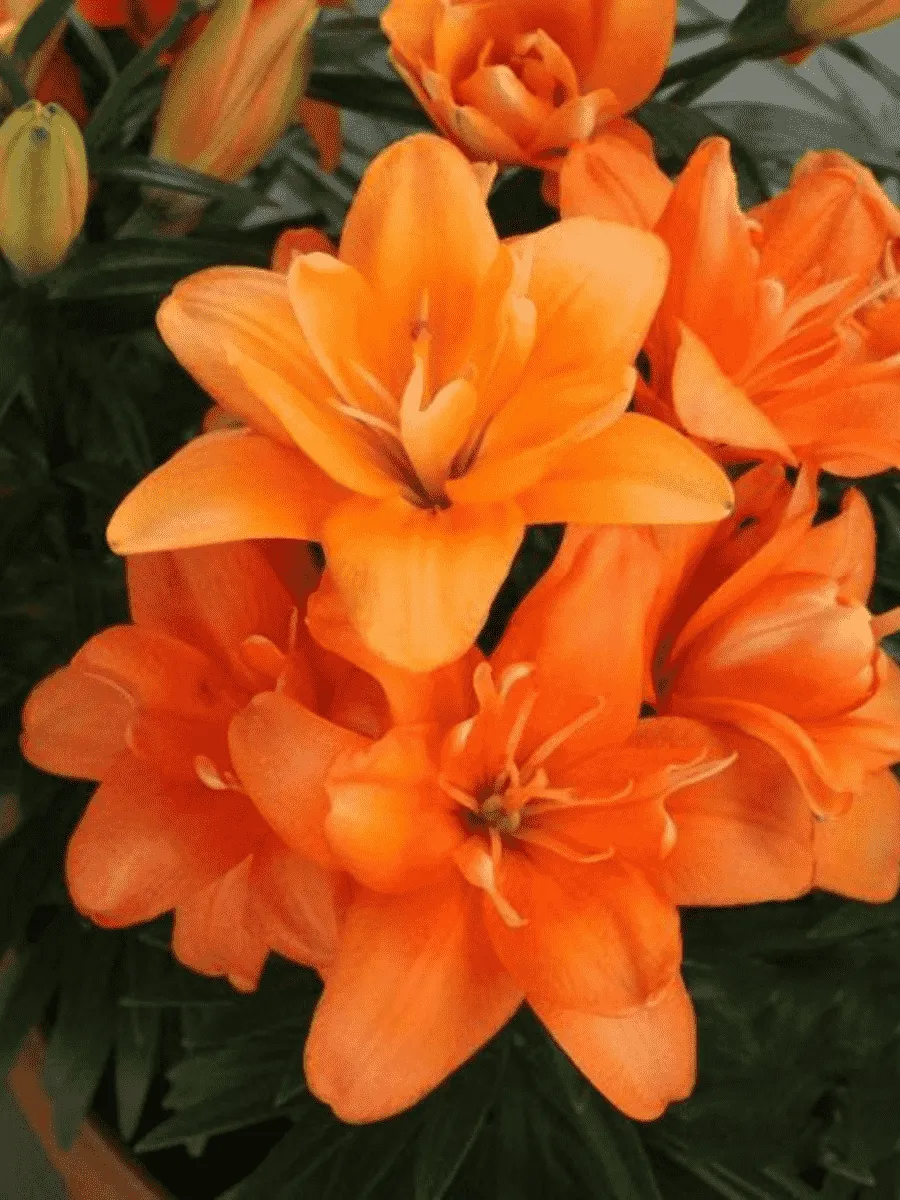 Лилия Tiny Double Dutch