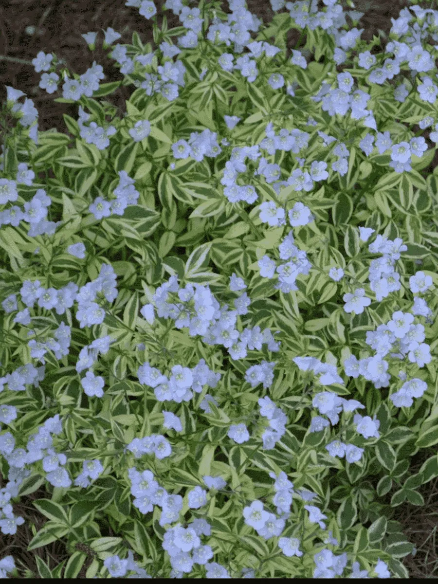 Синюха ползучая  Stairway to Heaven