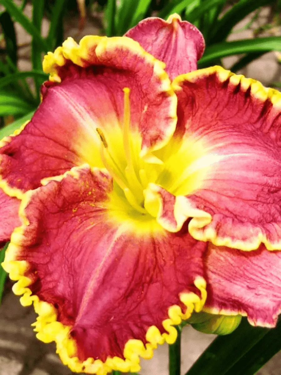 Лилейник Daria