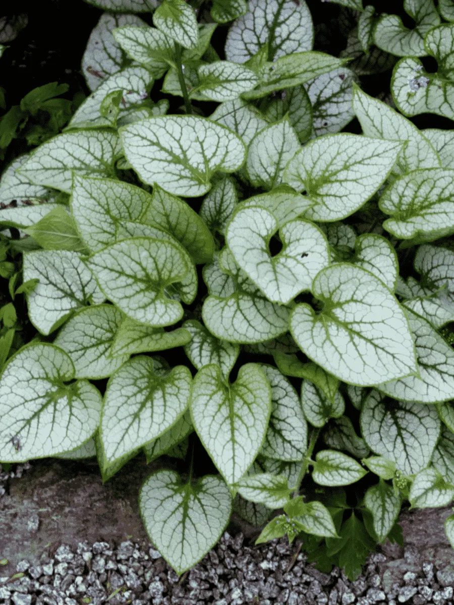 Бруннера крупнолистная Sea Heart