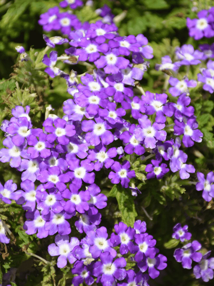 Вербена Empress Flair Blue Charme