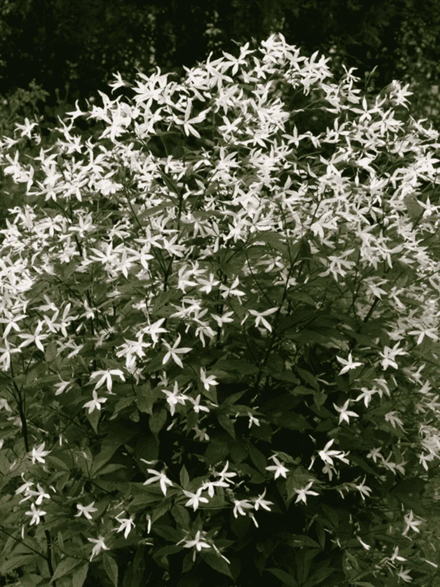 Гилления трехлистная