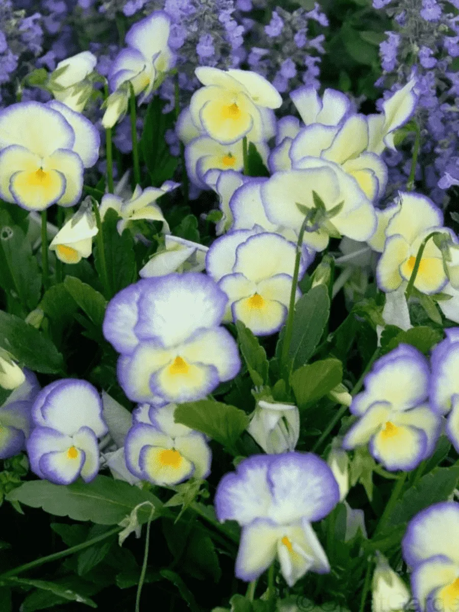 Виола рогатая Etain