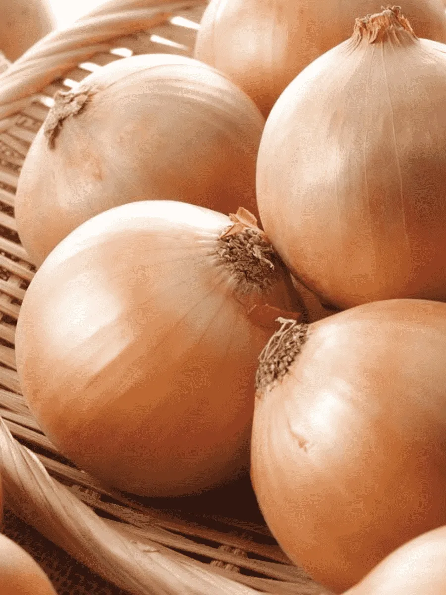 Лук-севок Альфа