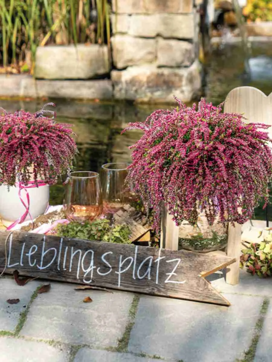 Вереск Rote Janina