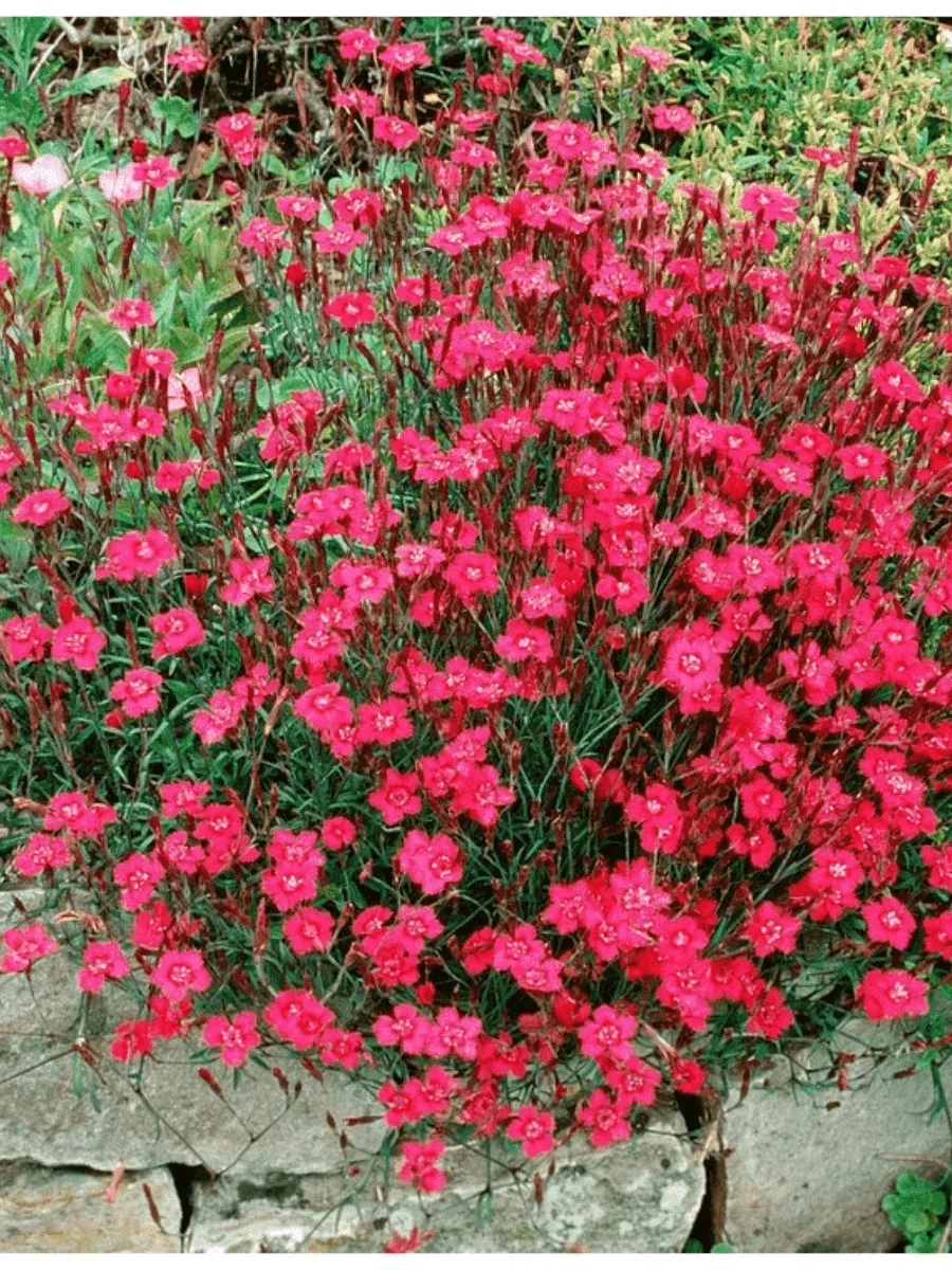 Гвоздика травянка Flashing Lights