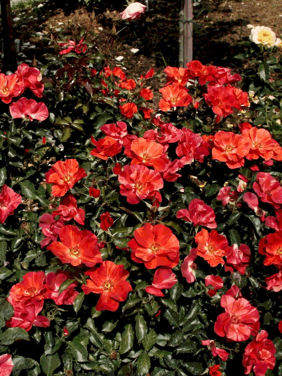 Роза флорибунда Tawny Tiger