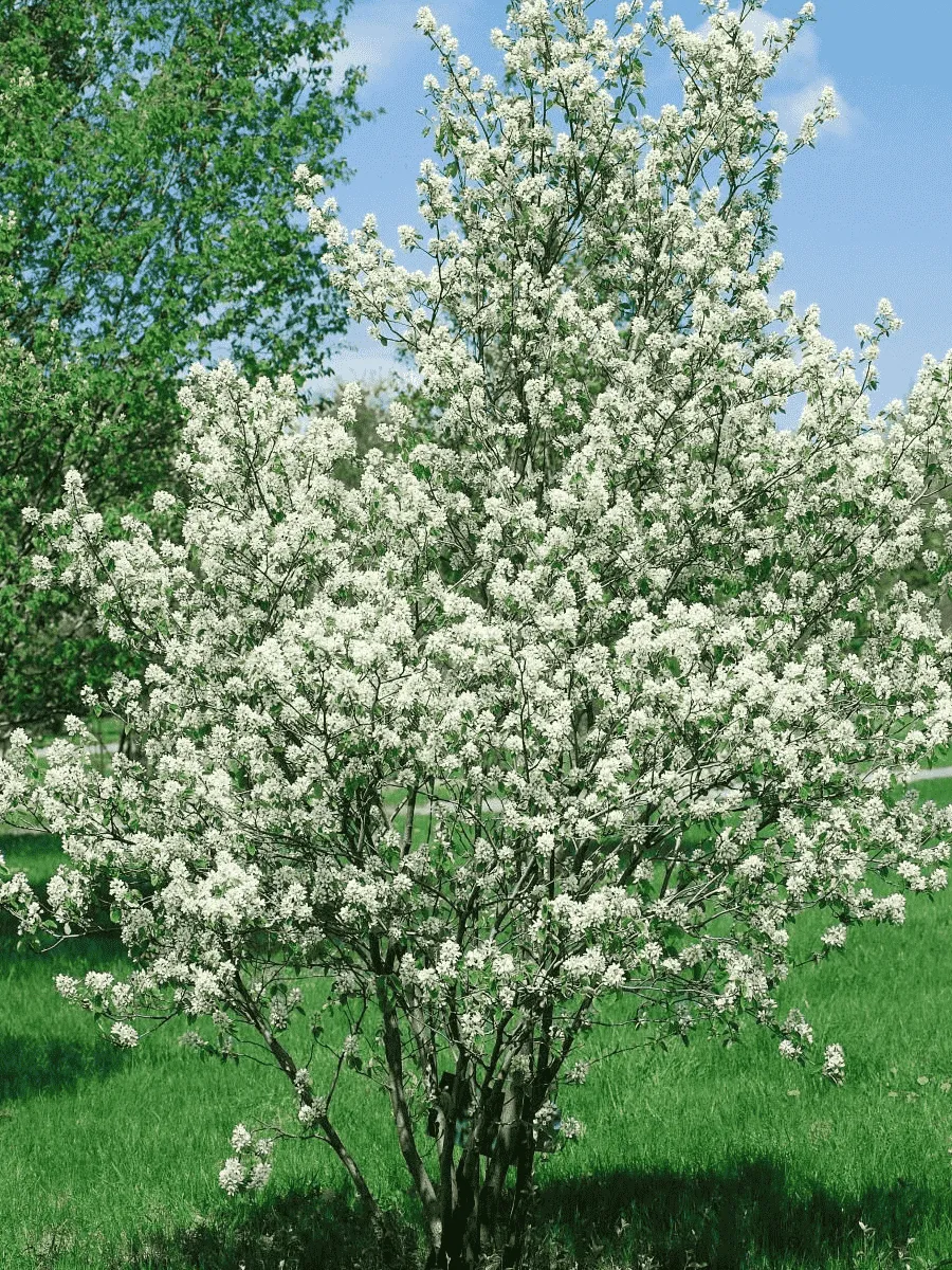 Ирга ольхолистная  Красноярская