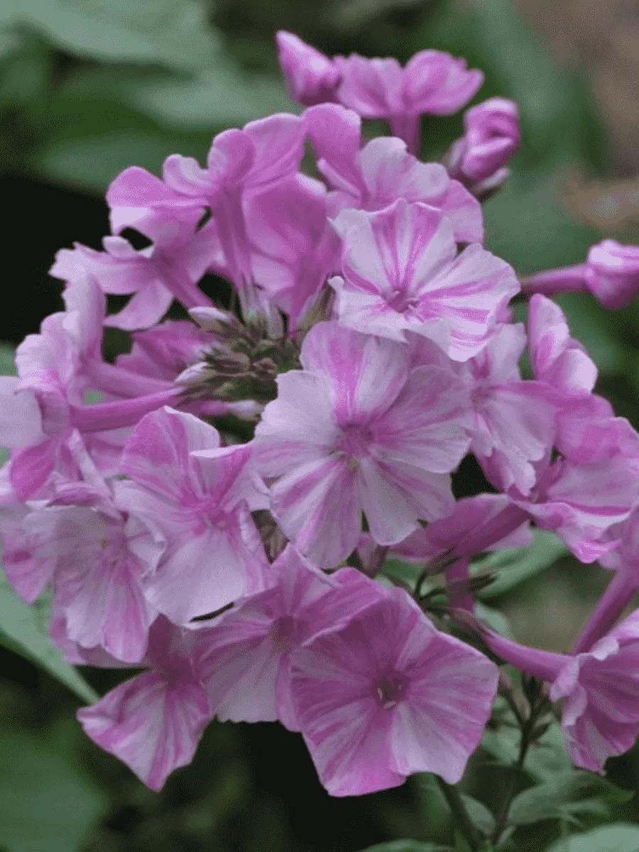 Флокс метельчатый Picasso