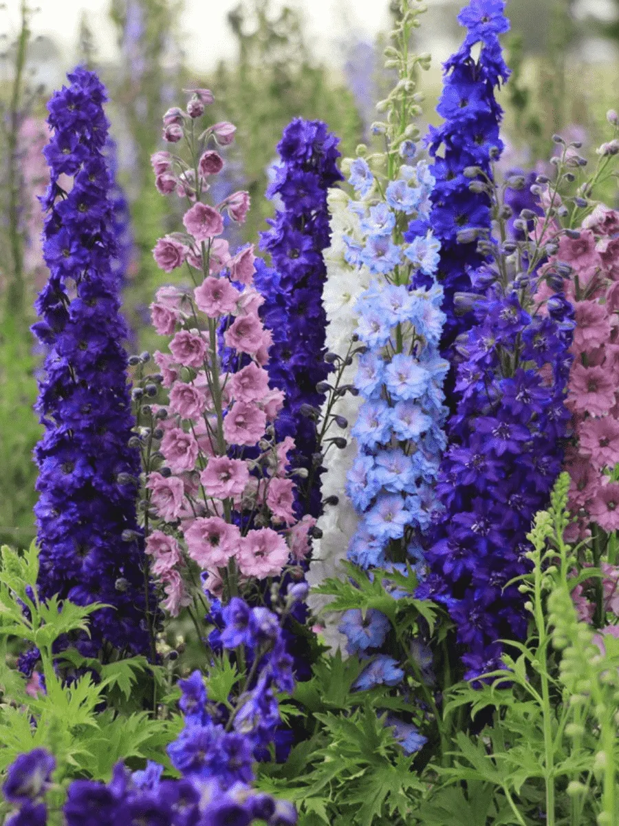 Дельфиниум