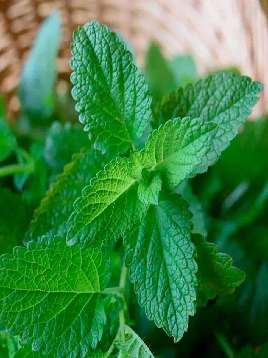 Мелисса Махито