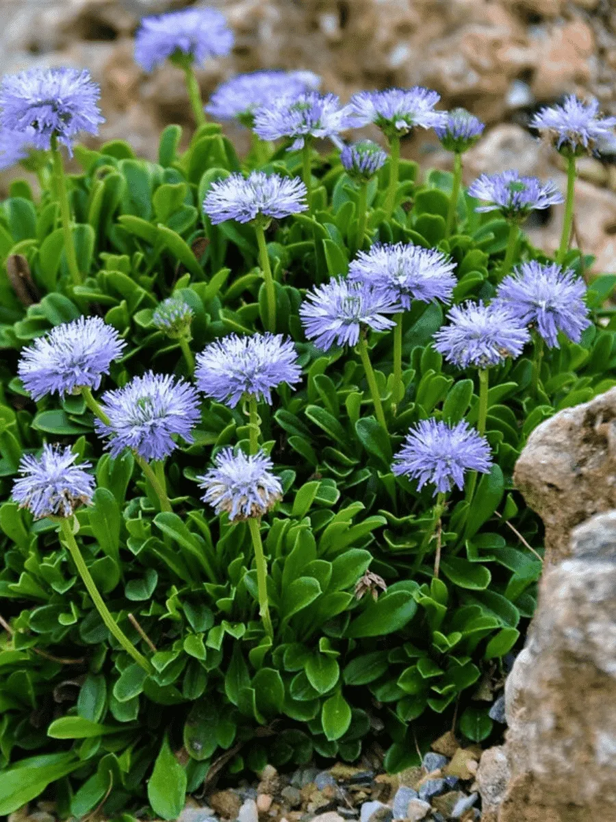 Глобулярия точечная