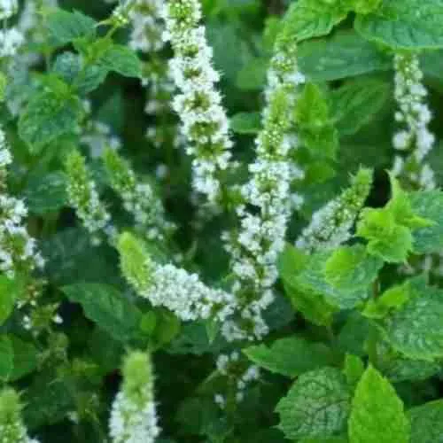 Мята колосистая Marokko