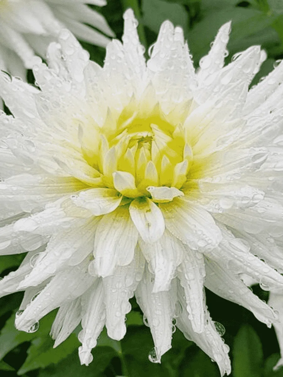 Георгина Playa Blanca