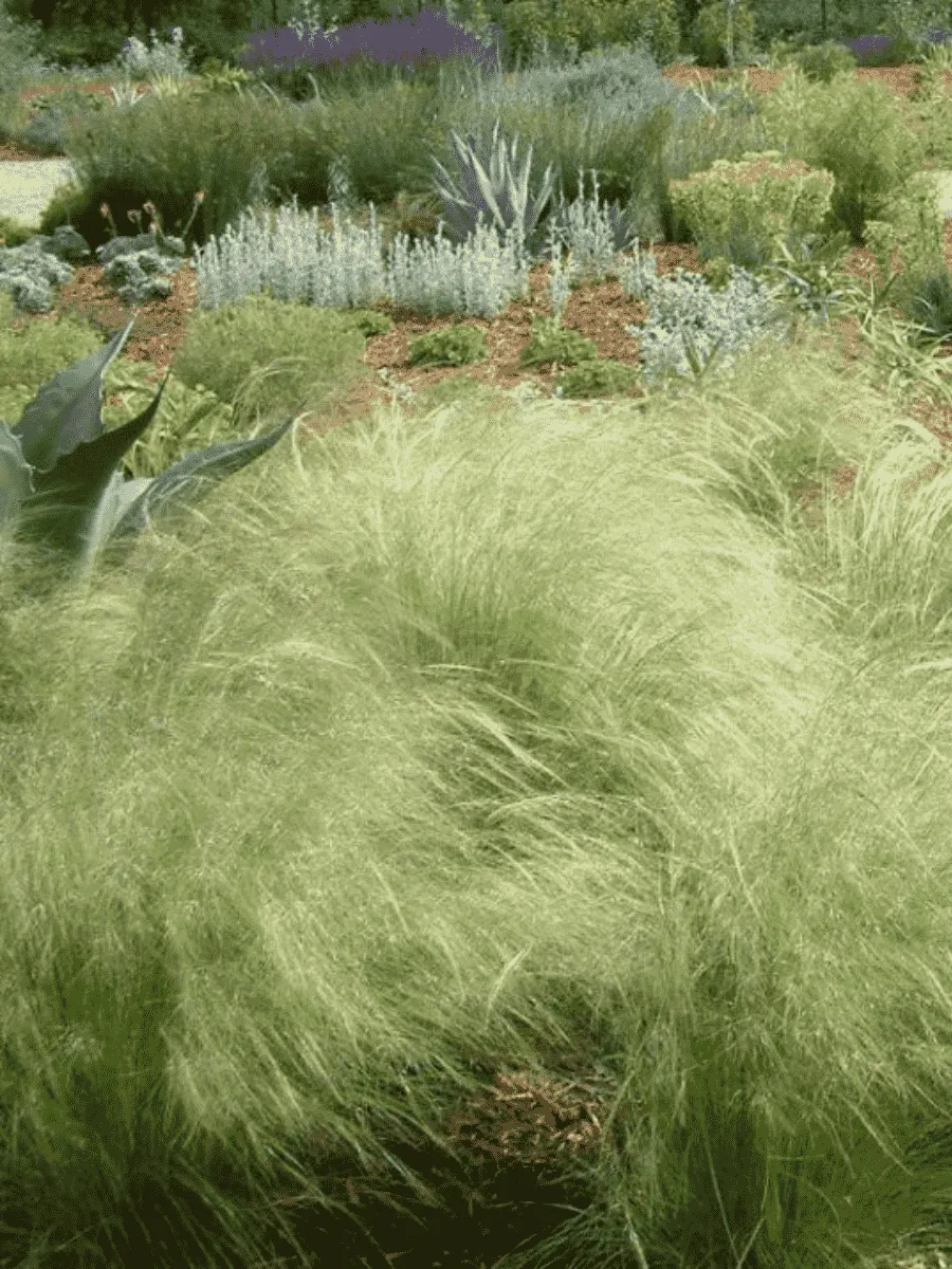 Ковыль тончайший Пушистое Облако