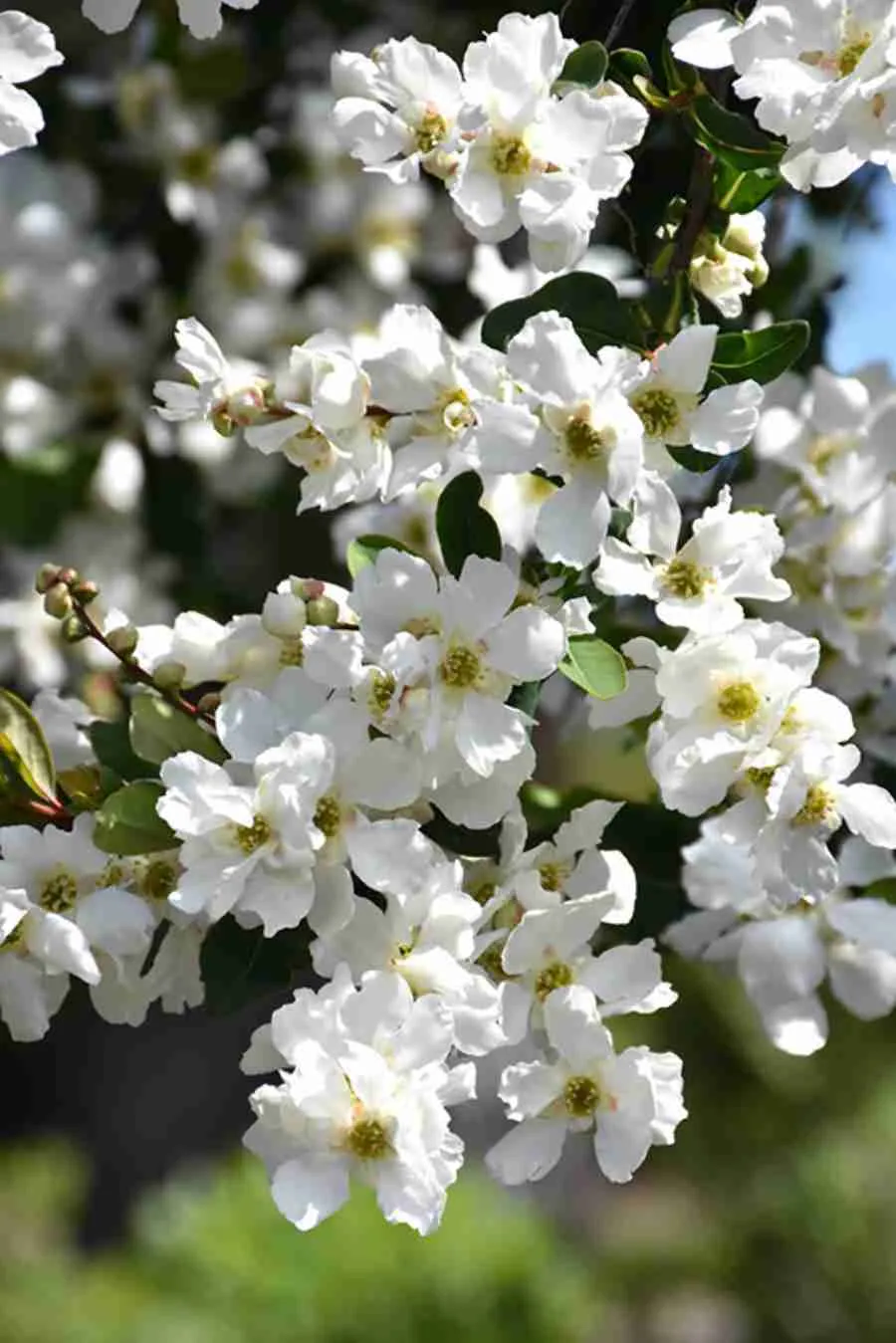 Экзохорда крупноцветная The Bride