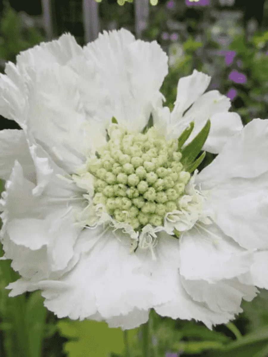 Скабиоза кавказская Alba