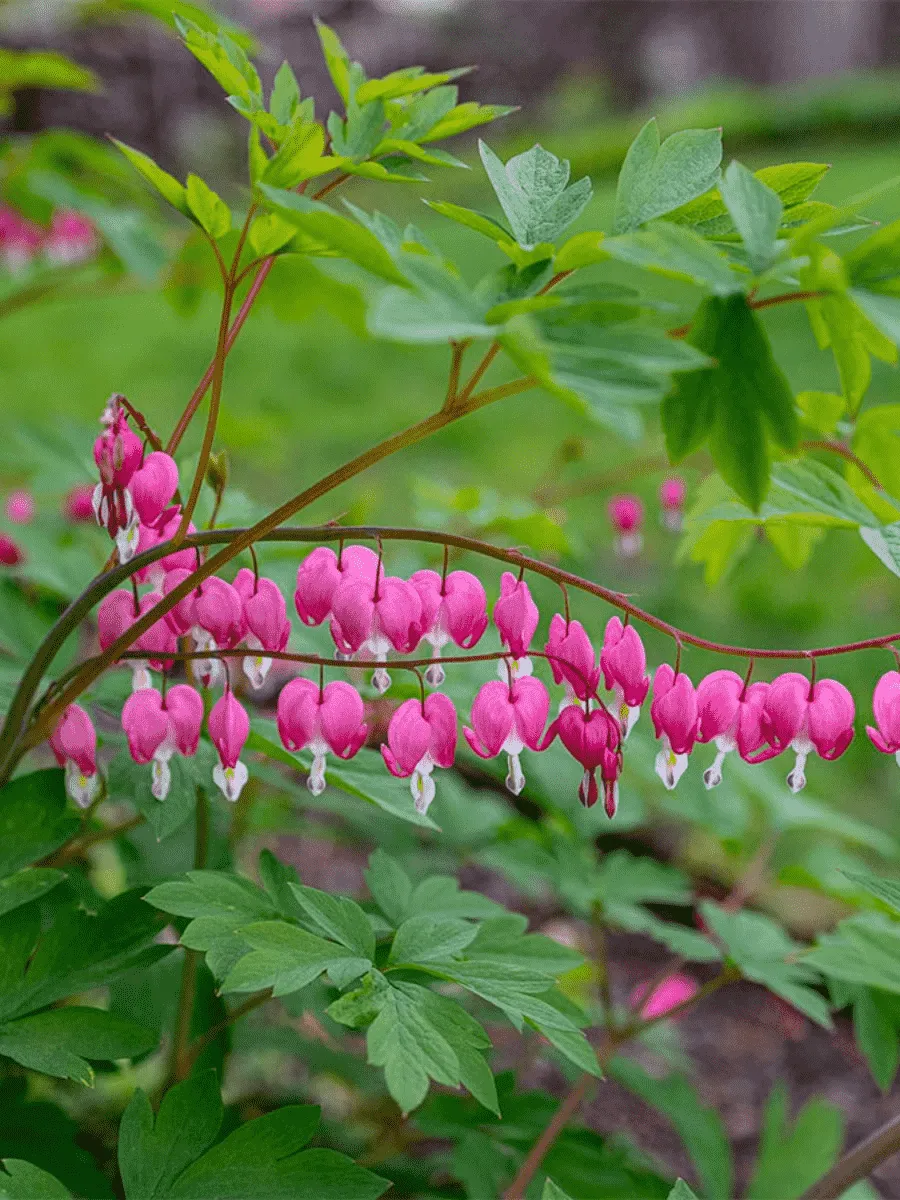 Дицентра великолепная