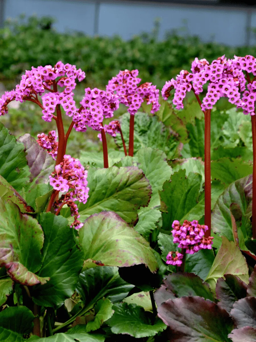 Бадан сердцелистный Rotblum