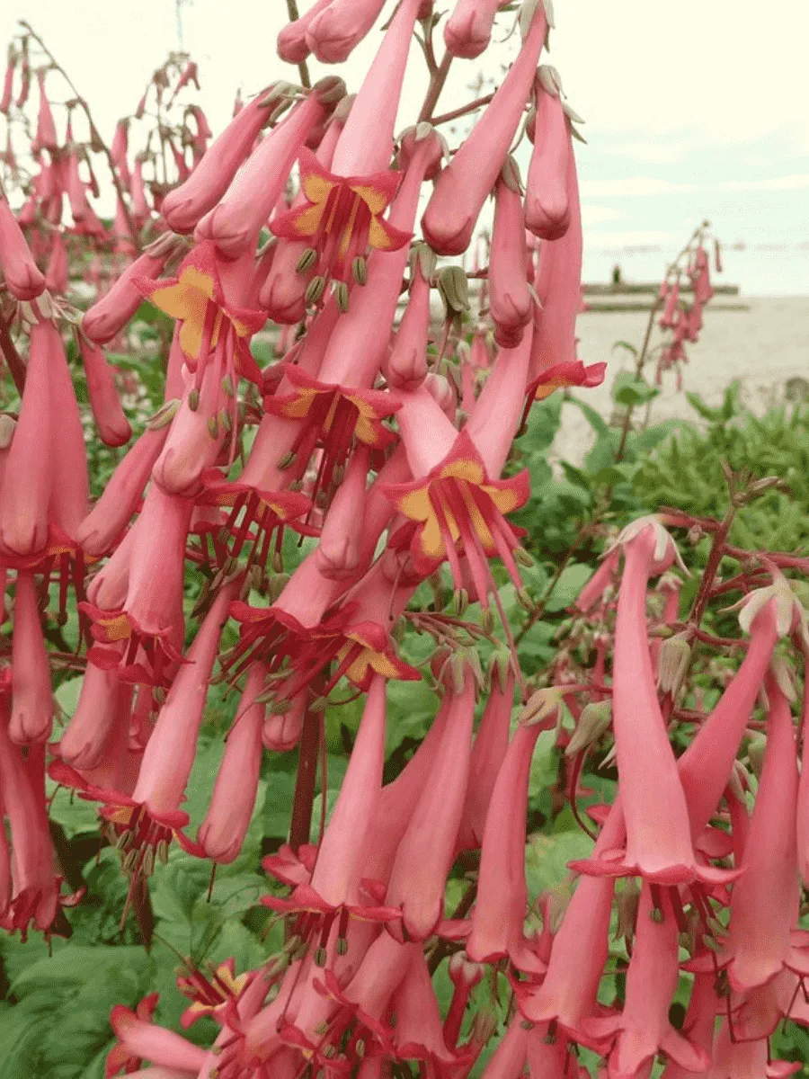 Фигелиус прямостоячий African Queen