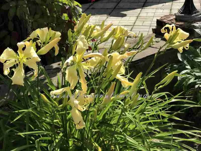 Лилейник Heavenly Curls