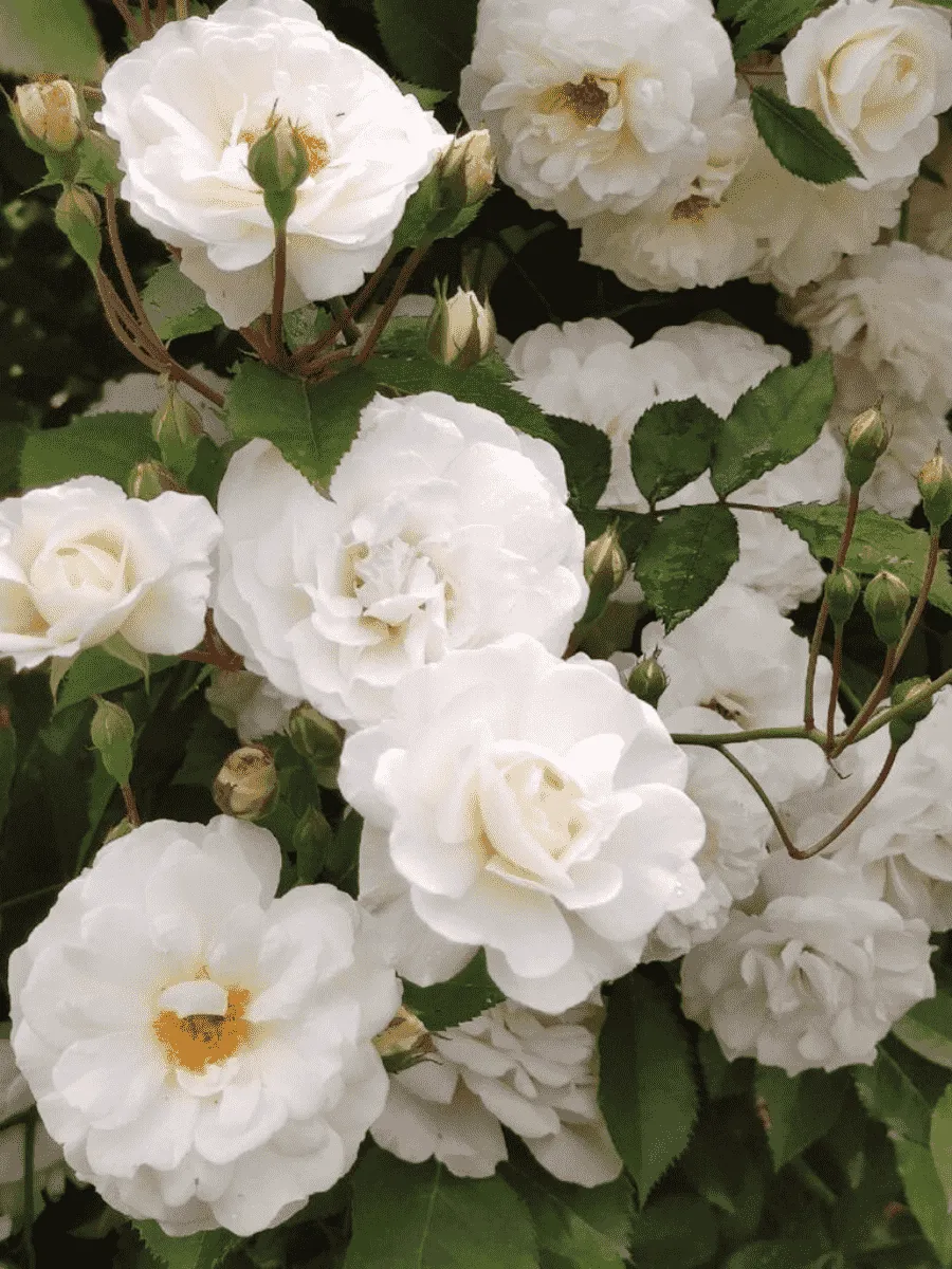 Роза штамбовая Snow Ballet