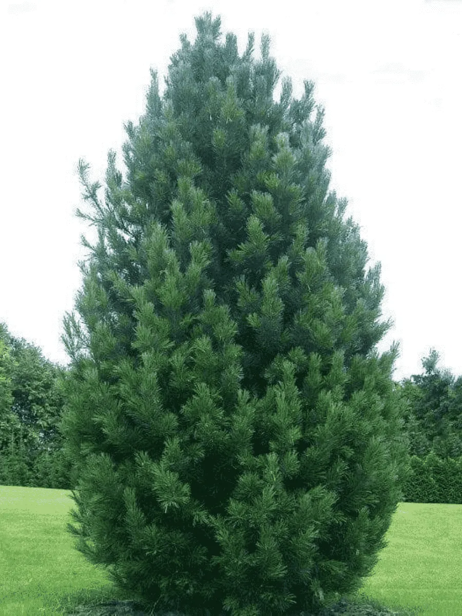 Сосна кедровая