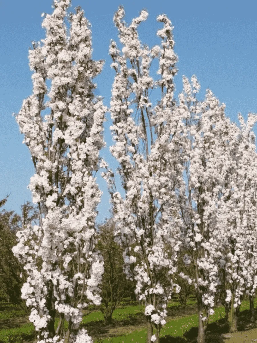 Вишня мелкопильчатая Amanogawa