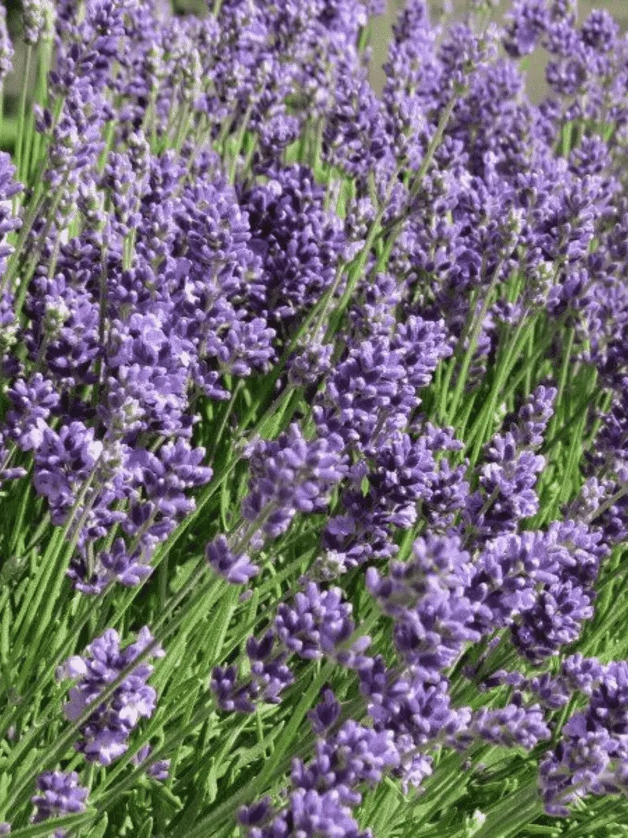 Лаванда узколистная Ellagance Purple