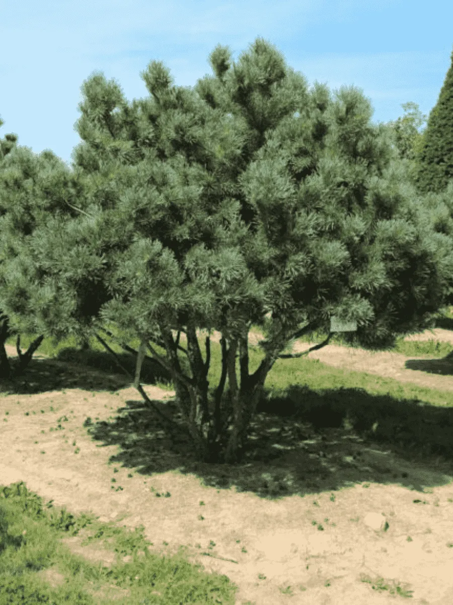 Сосна обыкновенная Watereri