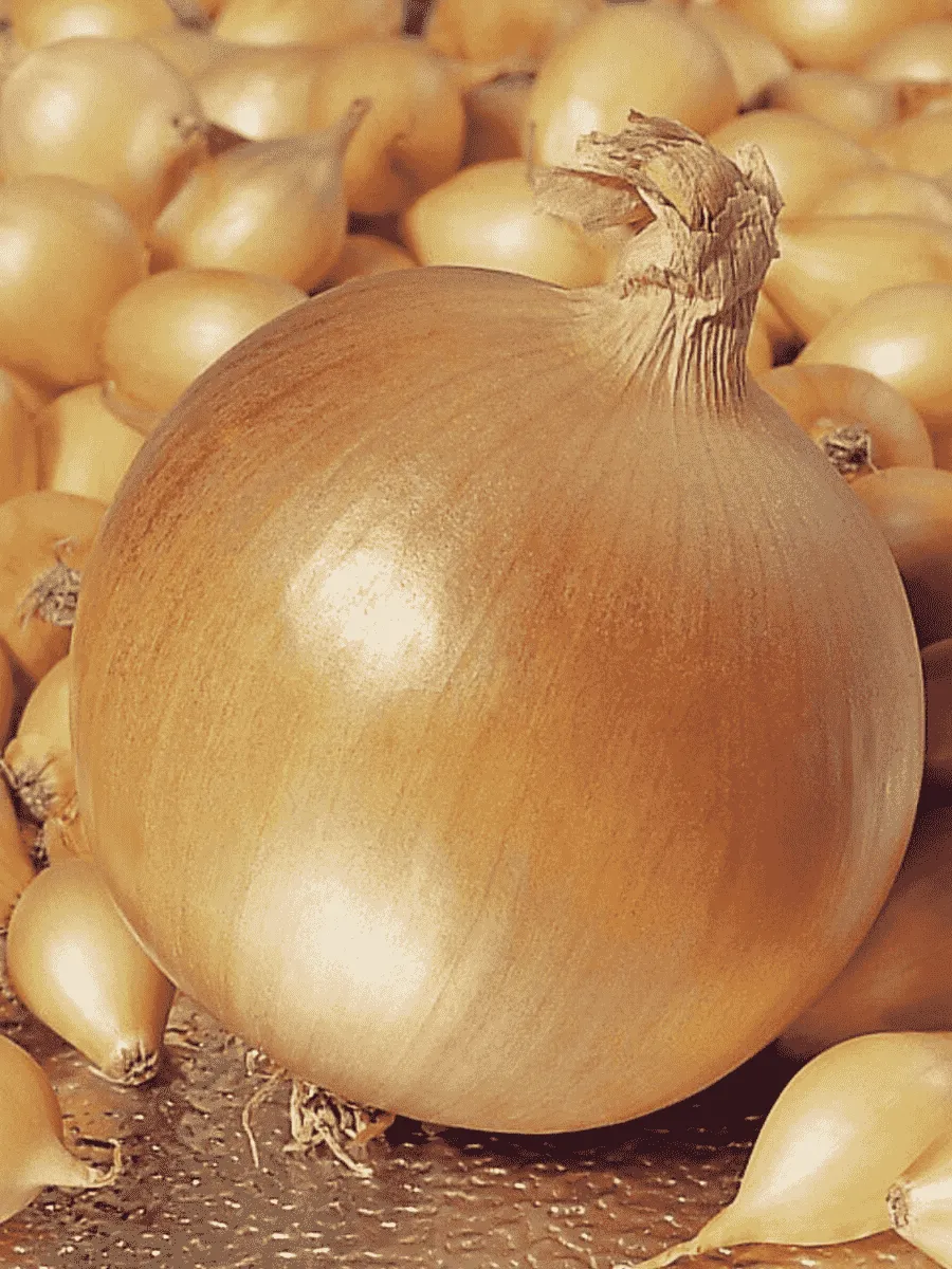 Лук-севок Геркулес